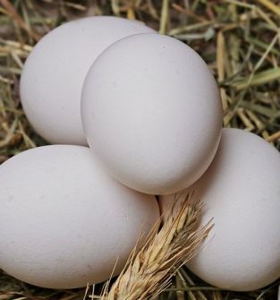 jaja wiejskie - kurze