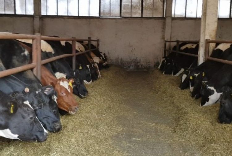 Krowy pierwiastki jałowice wysokocielne kraj i import